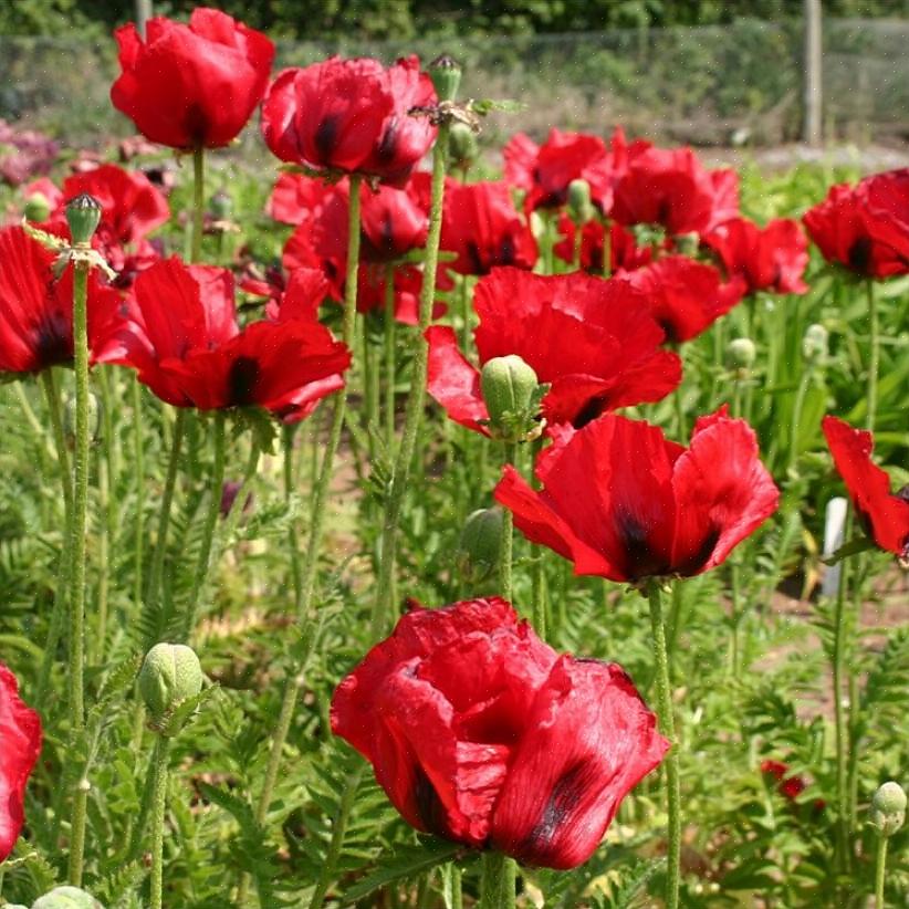 De beste oosterse papavers om te groeien