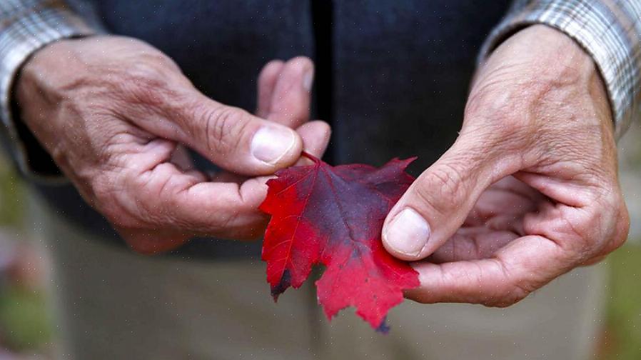 Behalve dat het bomen zijn die bestand zijn tegen vervuiling
