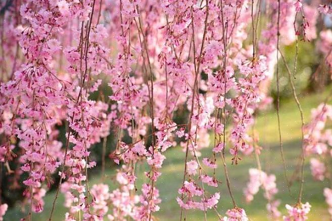 De Prunus serrulata-soort (Japanse kers) heeft een paar hangende cultivars