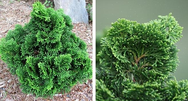 Bijvoorbeeld wetende dat je andere specimenplanten zult hebben om op te vertrouwen om je landschap