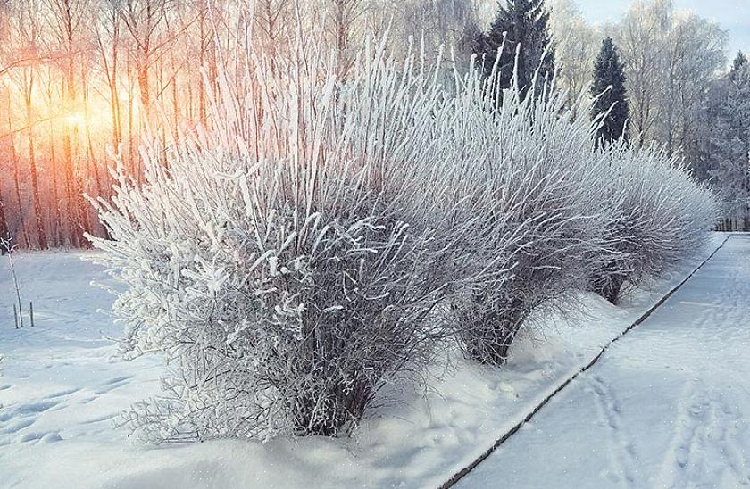 Populaire planten voor visuele interesse in de winter