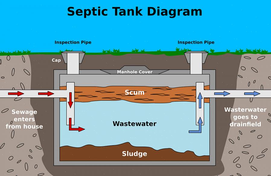 Zijn soorten met ondiepe wortels beter om rond septische putdrainingsvelden te groeien