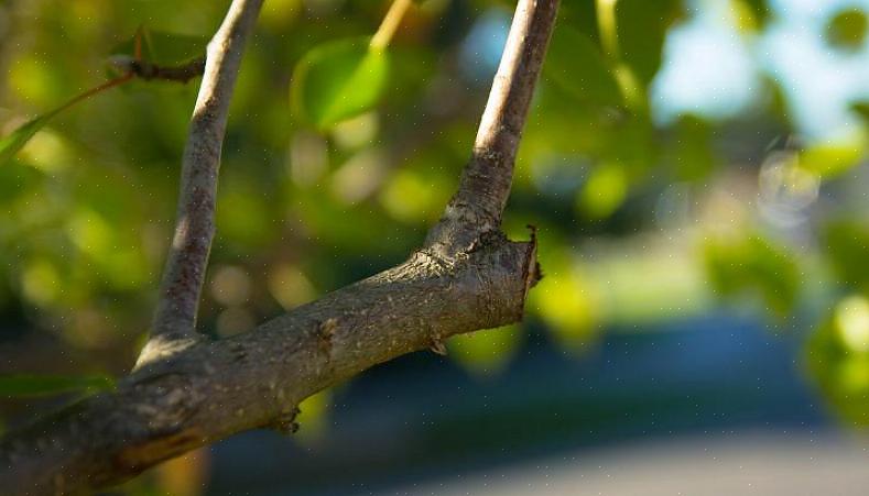 Zieke en beschadigde hout