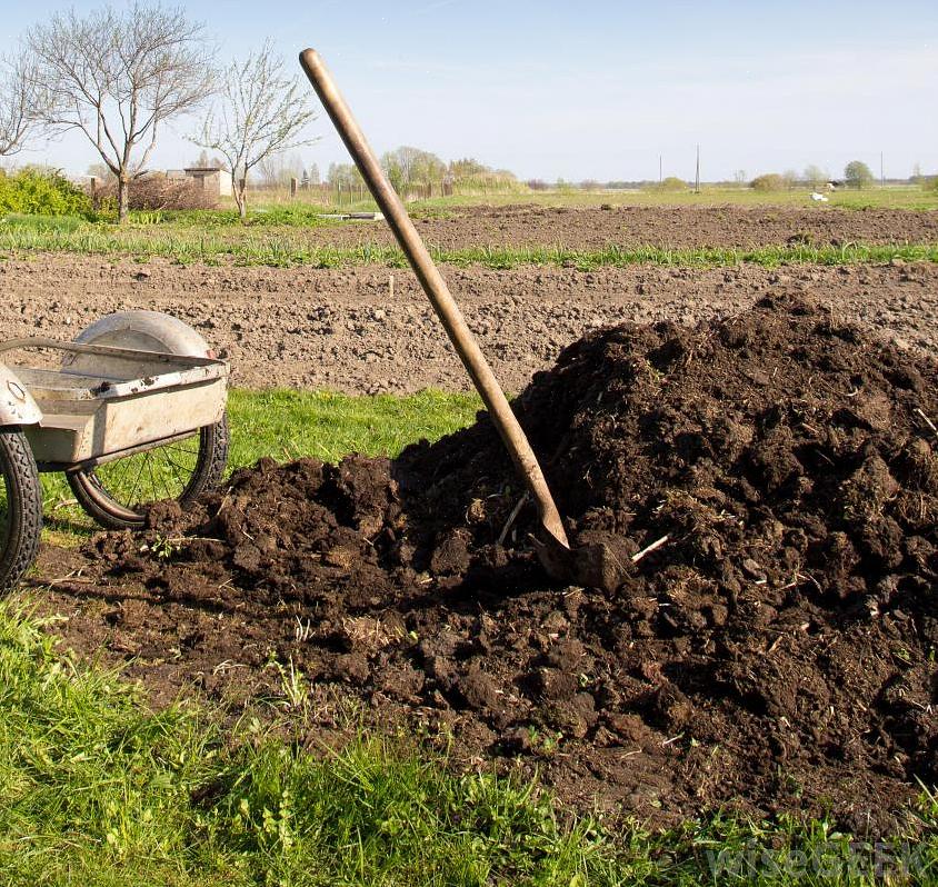 Sommige boeren vullen hun velden in de herfst met verse mest