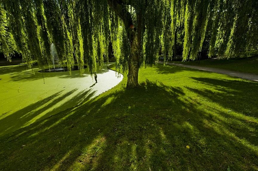 De treurwilg is waarschijnlijk de bekendste van de treurbomen