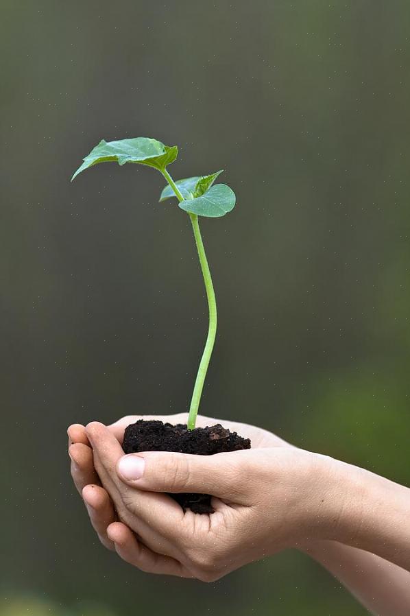 Hoe zwarte gombomen te laten groeien