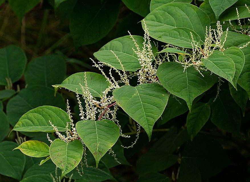 Sommige tuinders nemen hun toevlucht tot het toepassen van onkruidverdelger om Japanse duizendknoop