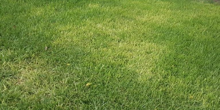 Is de eerste stap om uw gras op de gemakkelijkst mogelijke manier te verwijderen