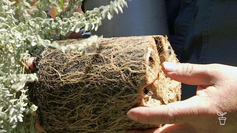 Onder de kluit van de plant