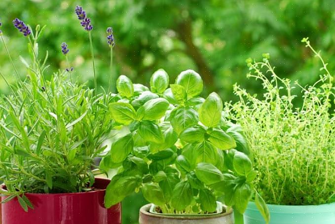 Geeft het de plant een signaal om door te gaan in de groeifase