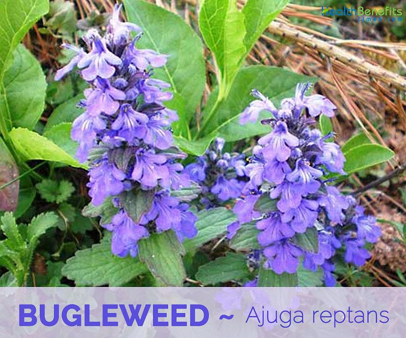 Maar vermijd het planten van bugleweed in de buurt van gazons