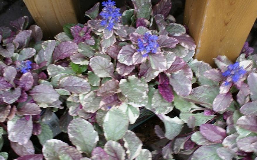 Plant bugleweed in goed doorlatende