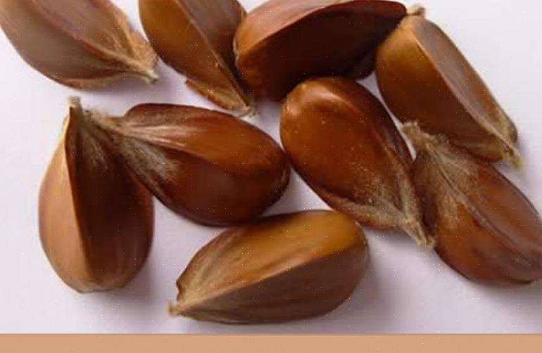 Beukenbomen (Fagus grandifolia) komen oorspronkelijk uit Oost-Noord-Europa