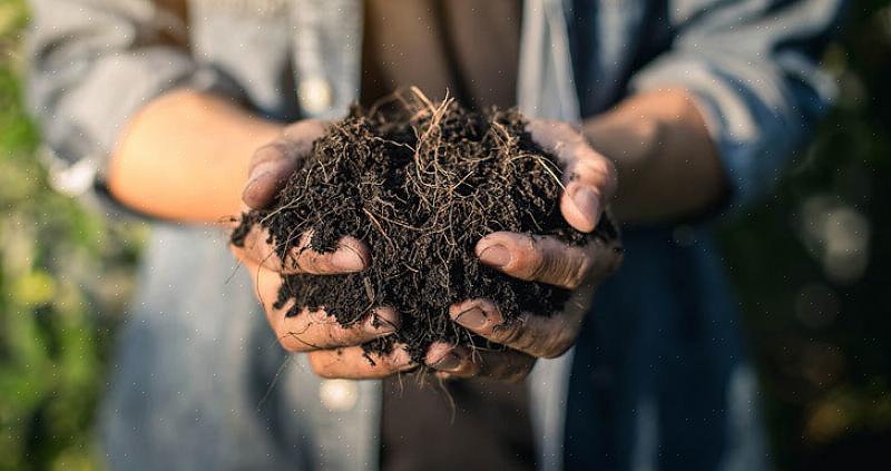 Als de pH van de grond moet worden verhoogd (wat betekent dat de grond niet alkalisch genoeg is)