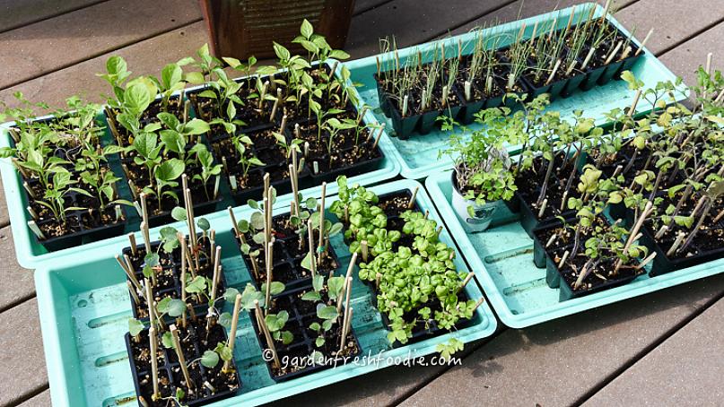 Maar met een koude bak kun je planten eerder in het voorjaar naar buiten brengen vanwege de beschutting