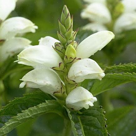 Turtlehead is over het algemeen winterhard in USDA-winterzones 4 tot