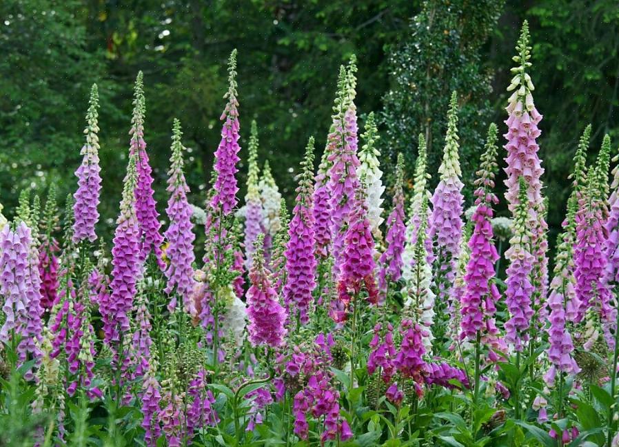 Kweek vingerhoedskruidplanten in de volle zon