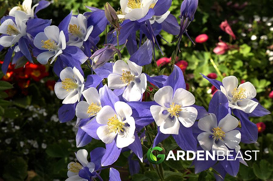 U kunt Columbine-bloemen starten vanuit zaad of plant