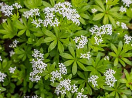 Zolang de planten minimaal 6 uur direct zonlicht krijgen