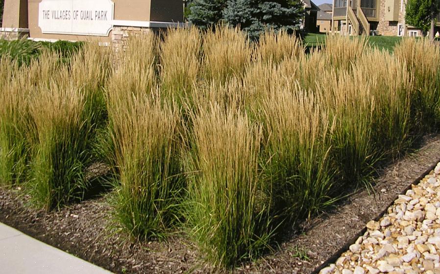 Zebragras is vergelijkbaar met stekelvarkengras (Miscanthus sinensis 'Strictus')