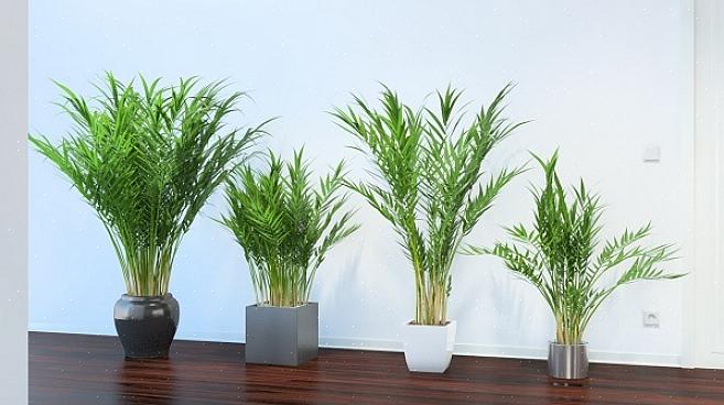 Zijn areca-palmen meestal geclusterd in kleine potten