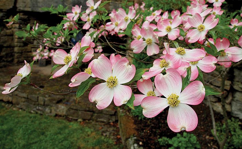 Inheemse planten worden vaak aanbevolen als ideale tuinplanten omdat ze bij uitstek geschikt