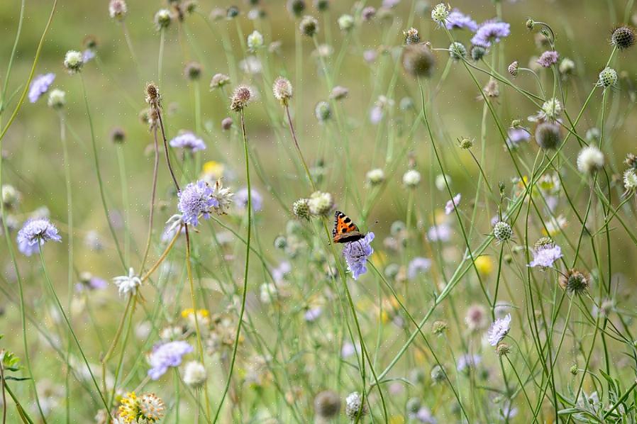 De selectie van planten die vlinders aantrekken