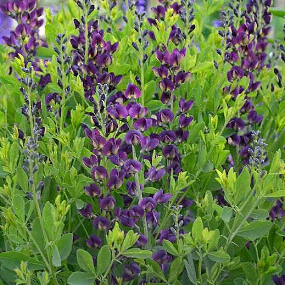 Blauwe wilde indigo, valse indigo