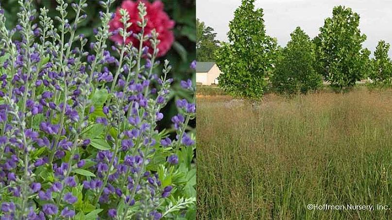 Echt blauwe bloemen zoals blauwe False Indigo