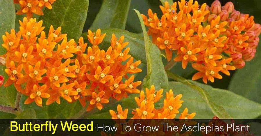 Botanisch bekend als Asclepias tuberosa