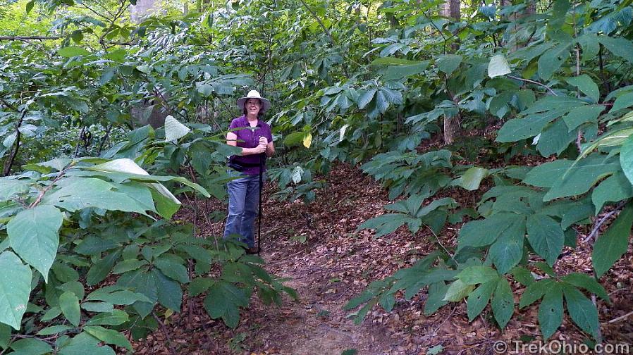 Gewone papaja en Indiana-banaan