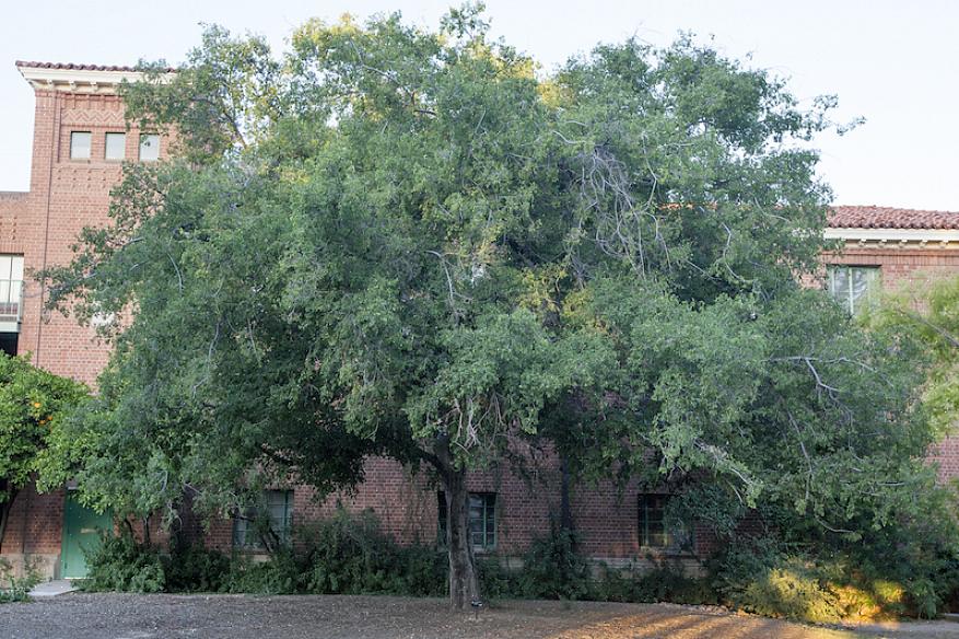 Netleaf hackberry groeit langzaam
