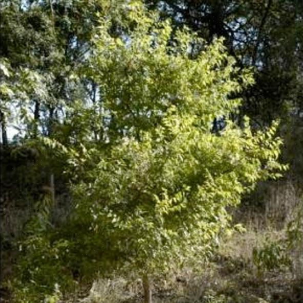 Netleaf hackberry zorgt voor een goede schaduwboom die als bijkomend voordeel heeft dat het voedsel