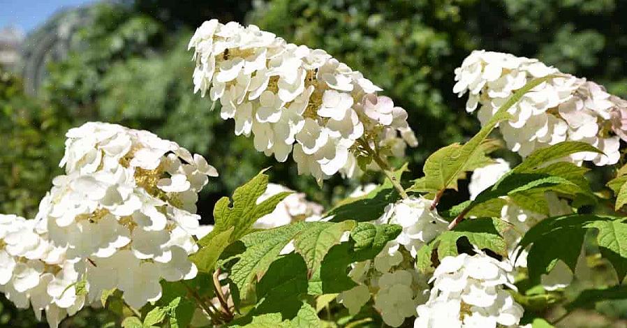 In de zomer bloeit de Snow Queen eikenbladige hortensia in trossen