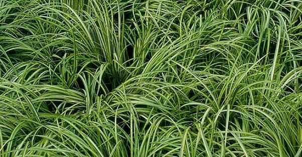 Japans zoet vlaggras (Acorus spp.) Is een meerjarige waterplant met zwaardachtige bladeren die lijken