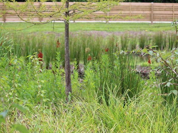 Met deze sleutels voor de juiste habitat kan uw achtertuin een breed scala aan populaire vogels aantrekken