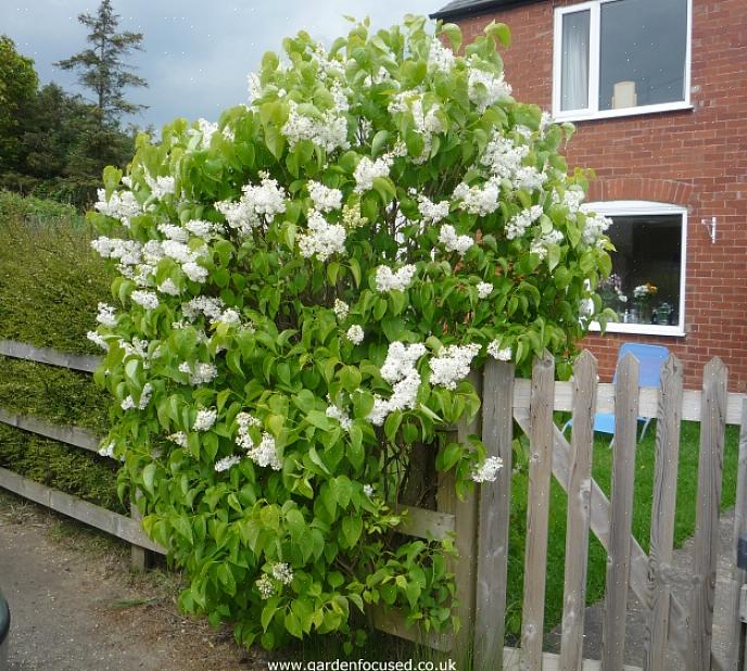 Nootachtige planten zoals hazelnoten (hazelnoten) zijn planten die zowel als struik als boom