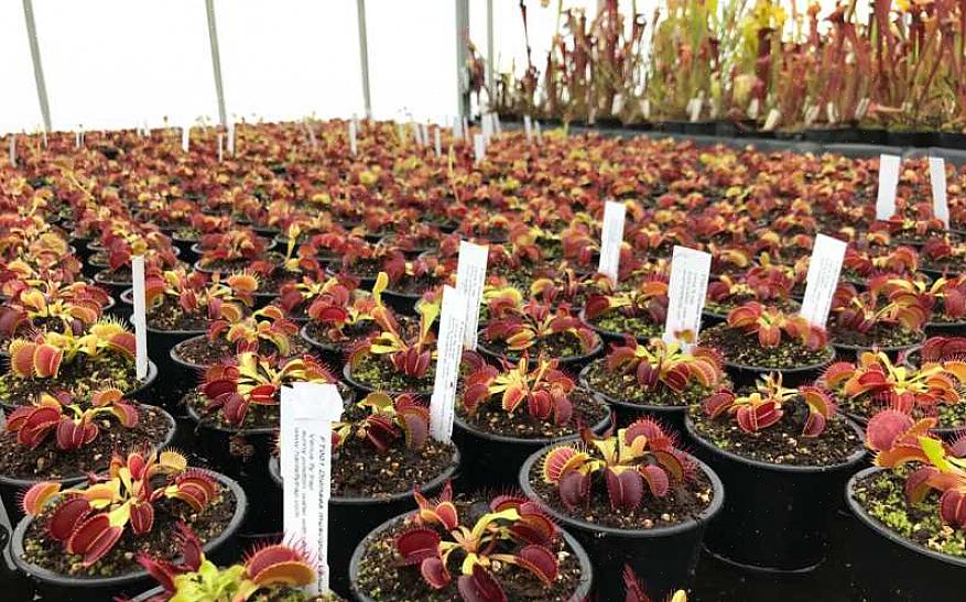 Is de bloem van de paarse bekerplant gewoon een donkerrode bal die bovenop een bladloze stengel ligt