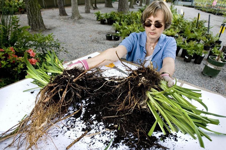 Door vaste planten in de herfst te verdelen