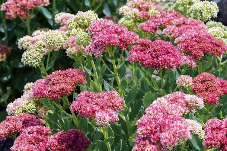 Dit komt doordat sommige planten de operatie het liefst in de nazomer of vroege herfst ondergaan
