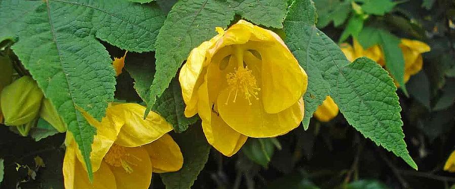 De volledige wetenschappelijke naam van de Abutilon-planten die het meest worden gekweekt door Noorderlingen