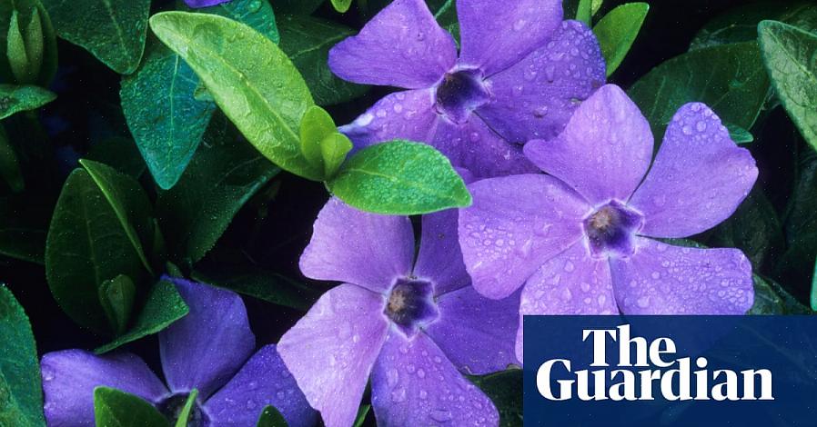 Heesters met paarse bloemen zijn misschien wel meer gewild dan enig ander type