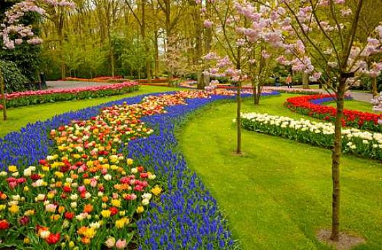 Wat maakt eenjarige planten "eenjarig"