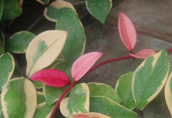 Een plant met bont blad kan op het ene moment van het groeiseizoen een veel grotere weergavewaarde