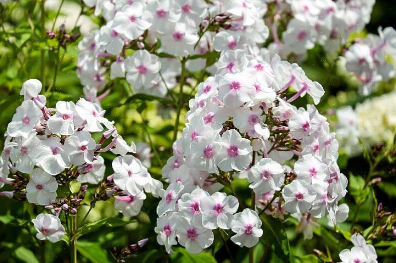 Wordt Phlox paniculata of 'tuinflox' soms eenvoudigweg 'lange phlox' genoemd