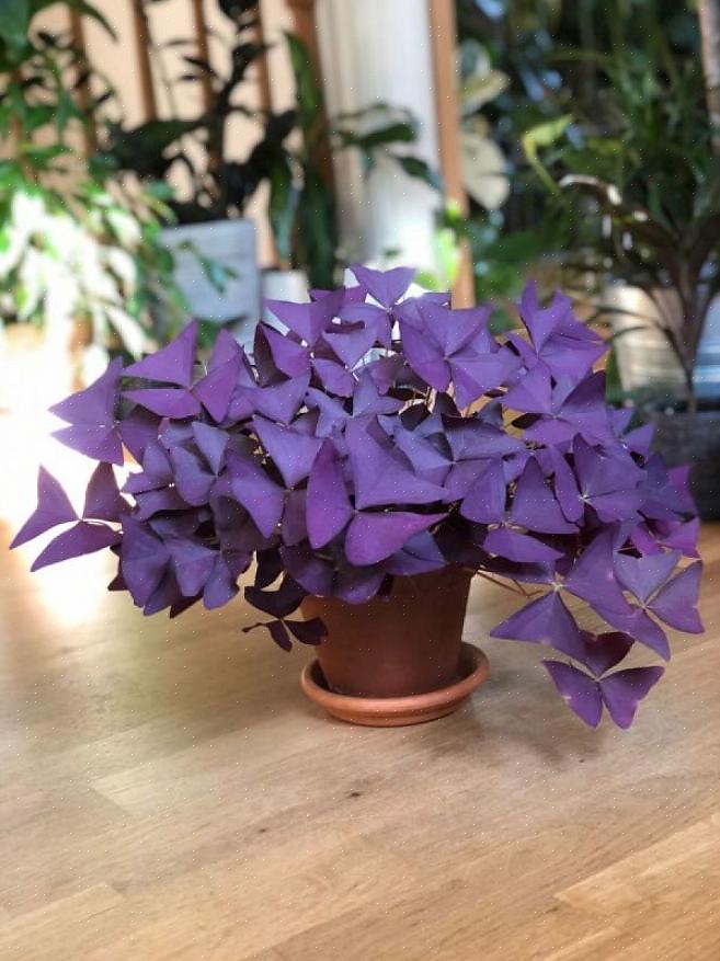 Hoe paarse klaverplanten te kweken