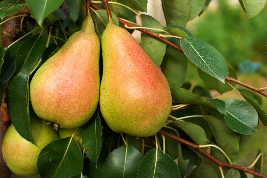 Dwerg Calamondin-sinaasappelbomen (zones 9 tot 11) zijn zelfvruchtbaar