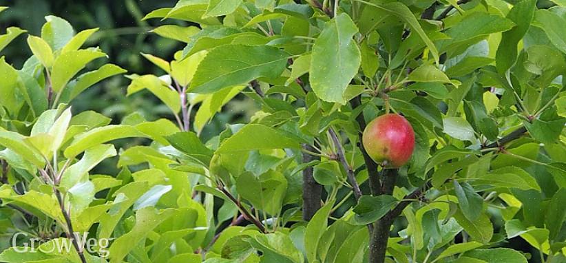 Zullen niet veel fruit dragen als ze in de schaduw staan