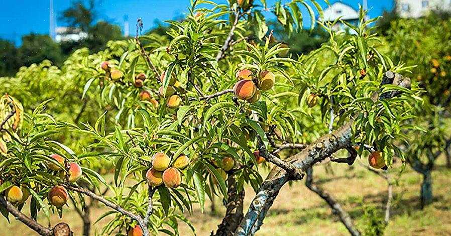 Je kunt gewoon niet verwachten dat de fruitboom die je vorig jaar van de kwekerij mee naar huis nam