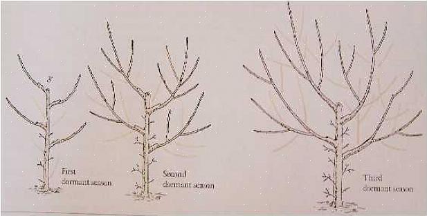 Zoals perzikbomen